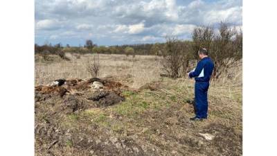 В Тульской области нашли мертвыми 74 коровы. Они умерли от истощения - znak.com - Тульская обл. - Мценск