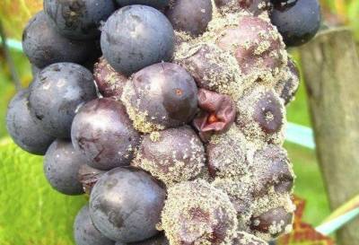Серая гниль на винограде: как выглядит, как бороться, препараты - skuke.net - Виноград