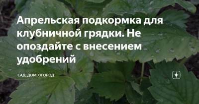 Апрельская подкормка для клубничной грядки. Не опоздайте с внесением удобрений - skuke.net