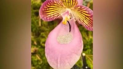 В Ботаническом саду показали, как шмель опыляет орхидею - piter.tv
