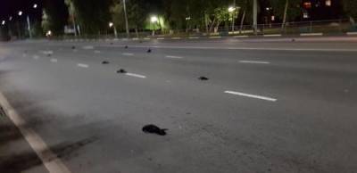 Видео: В Балаково по не понятной причине массово гибнут вороны - argumenti.ru - Саратовская обл. - Балаково