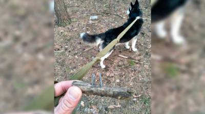 Догхантеры разбросали в воронежском парке сосиски и палки с гвоздями - vestivrn.ru - Воронеж