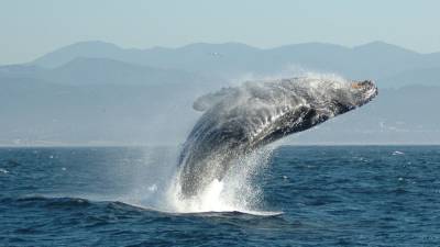 Канадские ученые зафиксировали изменение в миграции гренландских китов - newinform.com