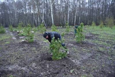 В Туле 24 апреля высадили саженцы - tula.mk.ru - Тула - Тульская обл.