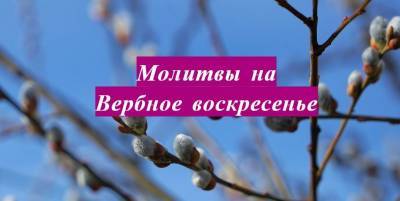 Вербное воскресенье 2021 - молитвы на освящение вербы, защиту детей, здоровье, деньги, любовь - ТЕЛЕГРАФ - telegraf.com.ua - Иерусалим