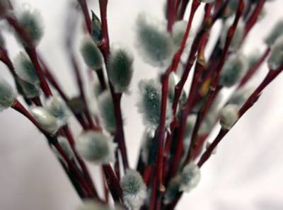 Иисус Христос - У православных наступило Вербное воскресенье - rosbalt.ru - Иерусалим