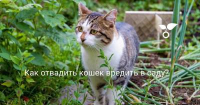Как отвадить кошек вредить в саду? - skuke.net