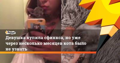 Девушка купила сфинкса, но уже через несколько месяцев кота было не узнать - ridus.ru - Тюмень