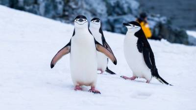 Всемирный день пингвинов: забавные фото от украинских исследователей Антарктиды - 24tv.ua - Антарктида
