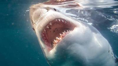 Серфер погиб после нападения акулы у берегов Новой Каледонии - iz.ru - штат Гавайи - Новая Каледония