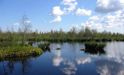 Reference swamp, gray crane and cranberry placers - grodnonews.by - Belarus