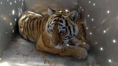 В Приморье поймали нападавшую на собак тигрицу - iz.ru - Приморье край