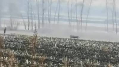 Амурский тигр сбил с ног вставшую у него на пути женщину - vesti.ru - Приморье край