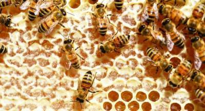 Как делают мёд пчёлы - skuke.net