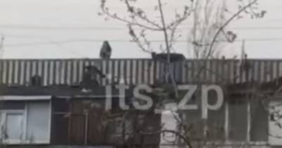 В Запорожье подростки устроили опасные игры на крыше многоэтажки (видео) - tsn.ua - Одесса - Запорожье
