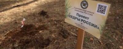 В Дзержинске высадили 300 деревьев в рамках проекта «Кедры России» - runews24.ru - Дзержинск