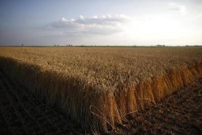 Экспортные цены на пшеницу РФ вновь выросли, следуя за мировыми бенчмарками - smartmoney.one - Москва - Новороссийск - Omsk - Reuters