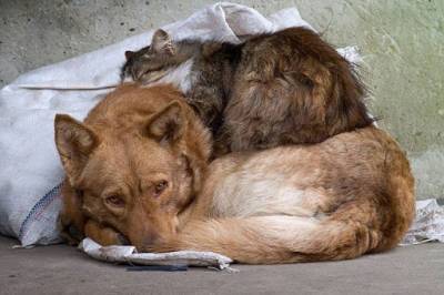 Более 13 тысяч бездомных животных зарегистрировано в Ленобласти - ivbg.ru - Ленинградская обл.