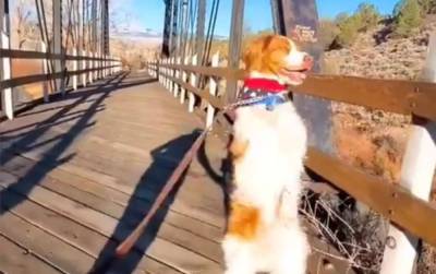 Звезда тиктока ходит на 2 лапах: после трагедии пес сумел стать популярным - 24tv.ua - шт. Колорадо