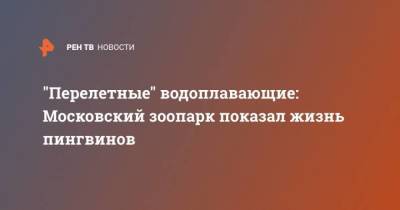 “Перелетные” водоплавающие: Московский зоопарк показал жизнь пингвинов - skuke.net