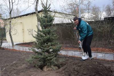 Денис Иванов - Псковский депутат высадил две голубые ели в сквере Кикоина - mk-pskov.ru - Псков