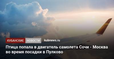 Птица попала в двигатель самолета Сочи - Петербург во время посадки в Пулково - kubnews.ru - Санкт-Петербург - Сочи - Краснодарский край - Новосибирск