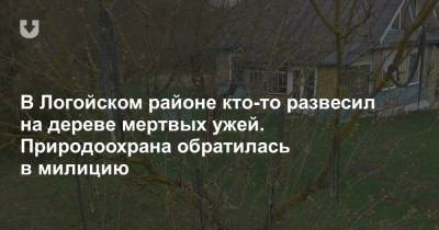 В Логойском районе кто-то развесил на дереве мертвых ужей. Природоохрана обратилась в милицию - news.tut.by - район Логойский