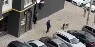 В Ирпене в Киевской области мужчина натравил пса на бродячую собаку - видео - ТЕЛЕГРАФ - telegraf.com.ua - Киевская обл. - Одесса