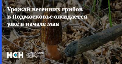 Урожай весенних грибов в Подмосковье ожидается уже в начале мая - nsn.fm - Московская обл.