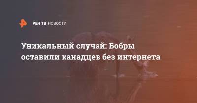 Уникальный случай: Бобры оставили канадцев без интернета - ren.tv - Канада