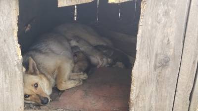 В Уфе волонтеры пытаются спасти собаку и щенят, которых хотят отравить - ufacitynews.ru - Уфа