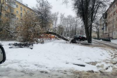 27 апреля легковушки в Туле перебило упавшими деревьями - tula.mk.ru - Тула - Пролетарск