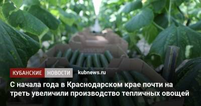 Вениамин Кондратьев - C начала года в Краснодарском крае почти на треть увеличили производство тепличных овощей - kubnews.ru - Краснодарский край