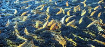 Ученые Карелии считают, что рыбоводство на озере Унус «его фактически уничтожит» - stolicaonego.ru - район Муезерский - республика Карелия
