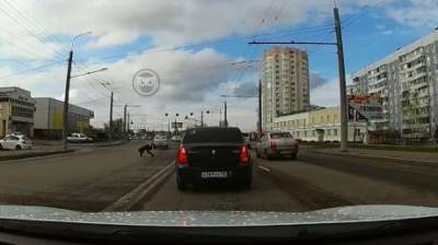 В Пензе нашли нарушителя, едва не сбившего пешехода в Терновке - penzainform.ru - Пенза