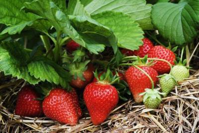 5 советов по уходу за клубникой весной, чтобы получить большой урожай вкуснейшей ягоды - skuke.net