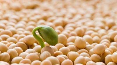ГМО в Украине - з лану до столу - lenta.ua