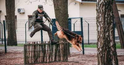 "Это вам не собаку утром выгуливать": в Нацгвардии определяли лучших кинологов (фото) - focus.ua