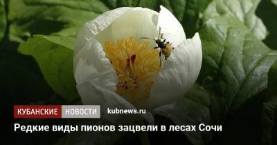 Редкие виды пионов зацвели в лесах Сочи - kubnews.ru - Сочи - Краснодарский край - респ. Алания - респ. Адыгея - респ. Южная Осетия - респ. Карачаево-Черкесия - Ставрополье