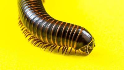 "Сумасшедшие" черви вторглись в 15 американских штатов - politros.com - США - шт. Миннесота - шт. Иллинойс - штат Висконсин - штат Миссури - штат Айова