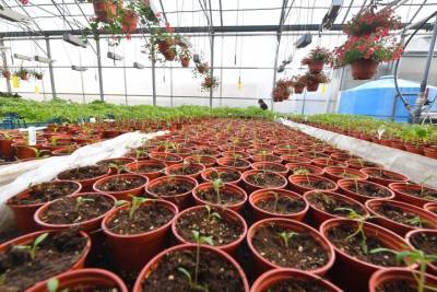Эксперт союза садоводов назвала главное правило спасения урожая в заморозки - vm.ru - Москва