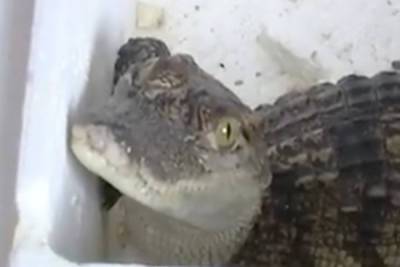 Ребенок заказал в интернете аквариумную рыбку и получил живого крокодила - lenta.ru - провинция Шаньдун