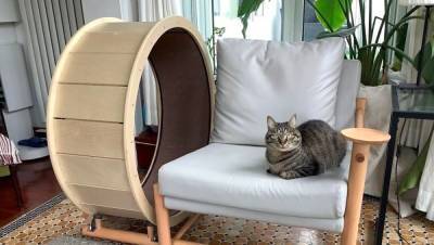 Отдых и спорт: дизайнеры придумали уникальное кресло для кошек и их хозяев - 24tv.ua