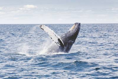 В правительстве одобрили законопроект о запрете промышленной ловли китов - nazaccent.ru