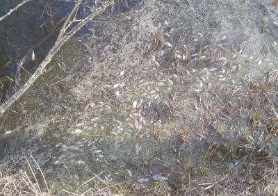 В Старожиловском районе зафиксировали массовую гибель рыбы - ya62.ru - Рязанская обл.