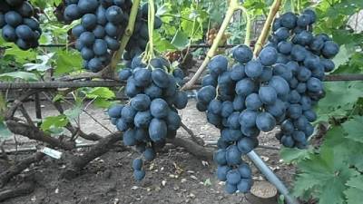 Сорт винограда Ласточка: фото и описание, отзывы, видео - skuke.net - Россия - Виноград