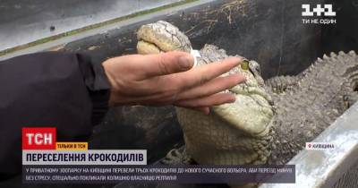 Великое переселение: в зоопарке под Киевом крокодилов, которые были звездами цирка, поселили в новом вольере - tsn.ua - Киев - Киевская обл.
