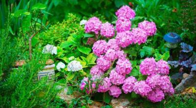 Декоративные кустарники: календарь цветения самых популярных кустарников для вашего сада - skuke.net