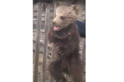 В Башкирии маленький медвежонок вышел к людям за помощью - bash.news - Башкирия - район Зилаирский