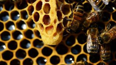 Американские ученые обнаружили радиоактивные следы в пчелином меде - newinform.com - США - шт.Северная Каролина